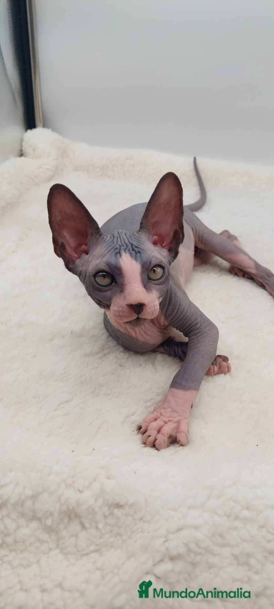 Sphynx gatos en venta: Precioso machito bicolor  - Anuncio 4