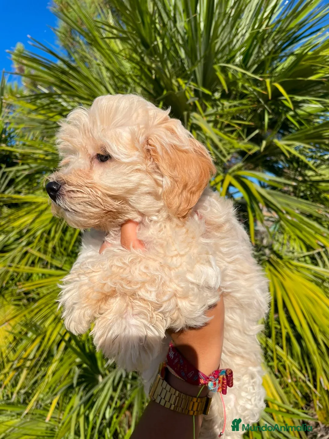 Maltipoo perros en venta: Cachorro Maltipoo - Anuncio 3