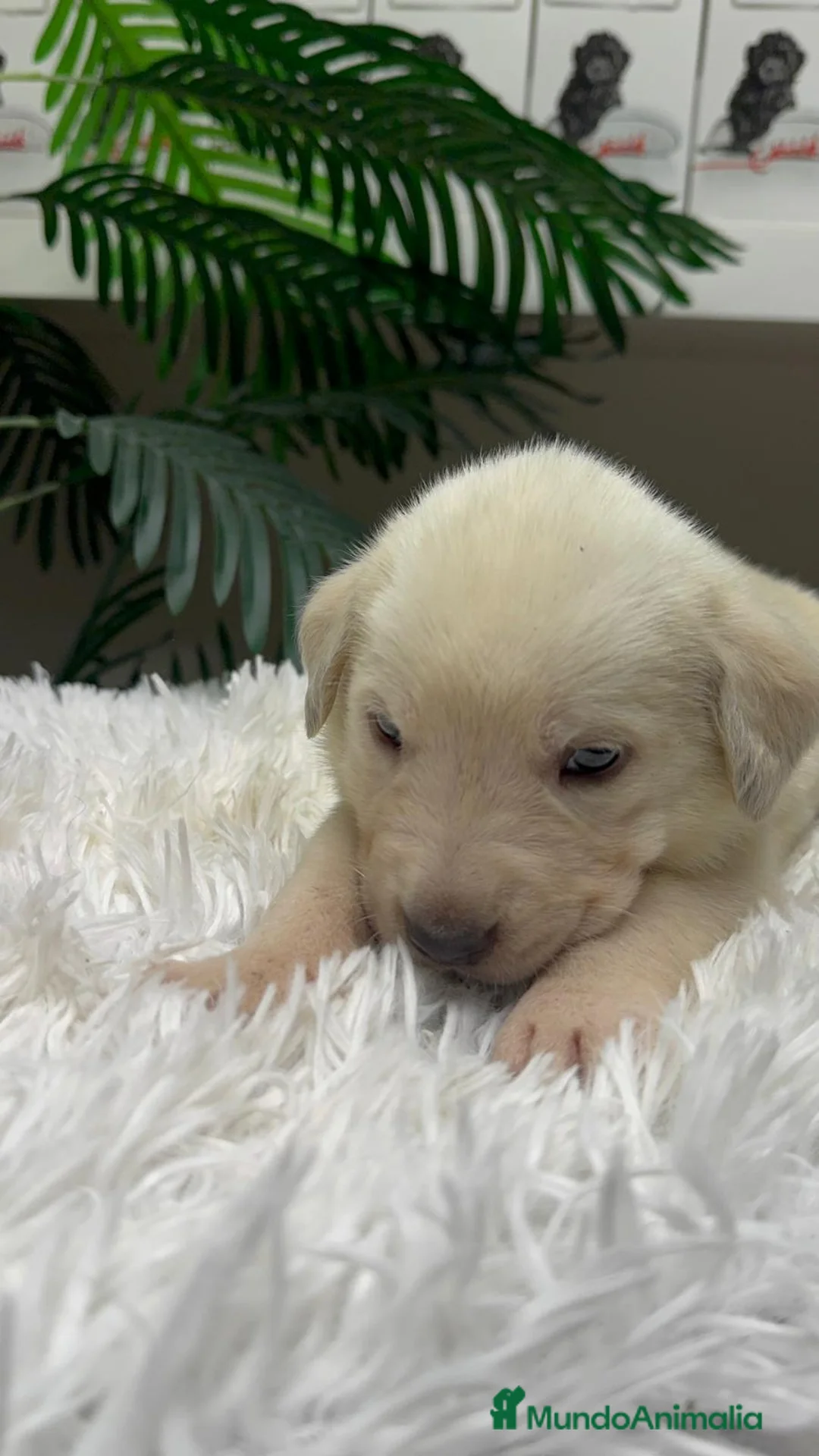 Mastín Español perros en venta: MASTIN ESPAÑOL - Anuncio 12