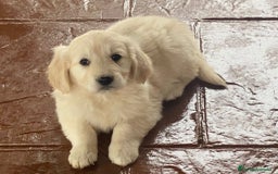 Golden Retriever perros en venta: Tiernos Golden Retriever  - Imagen 3