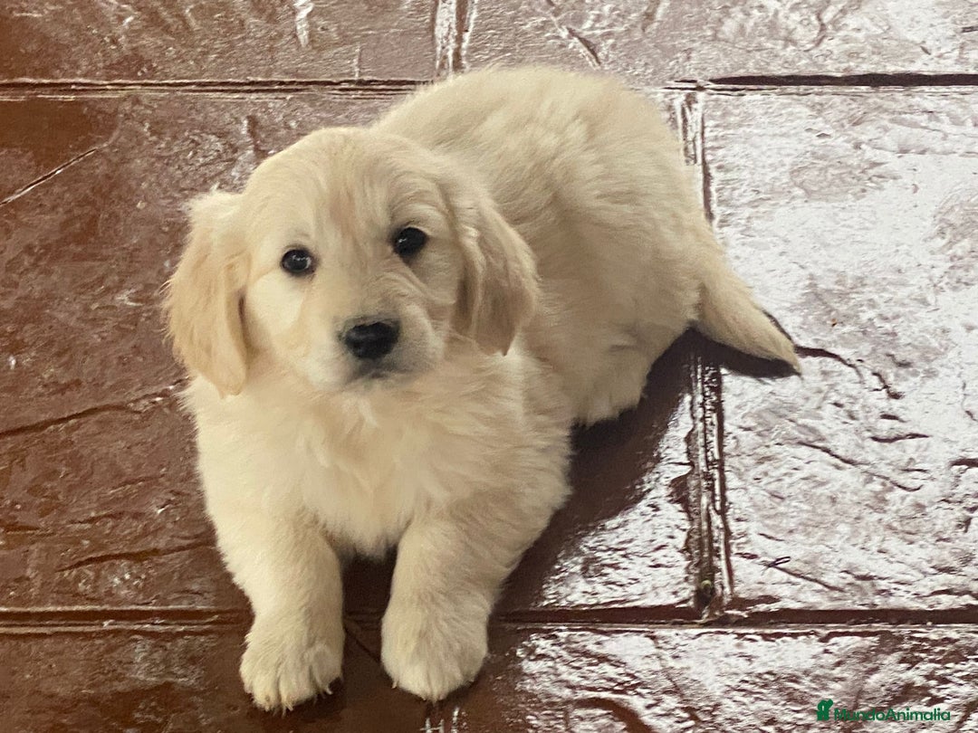 Golden Retriever perros en venta: Tiernos Golden Retriever  - Imagen 3