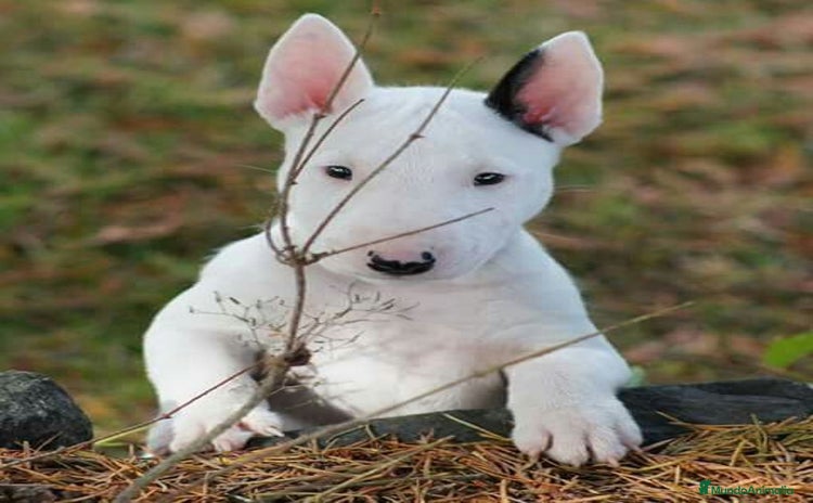 Bull Terrier perros BULL TERRIER - Anuncio 14