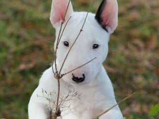 Bull Terrier perros BULL TERRIER - Anuncio 3