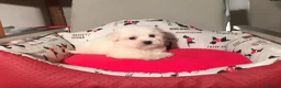 Bichón Maltés perros en venta: Bichón Maltés  - Anuncio 5