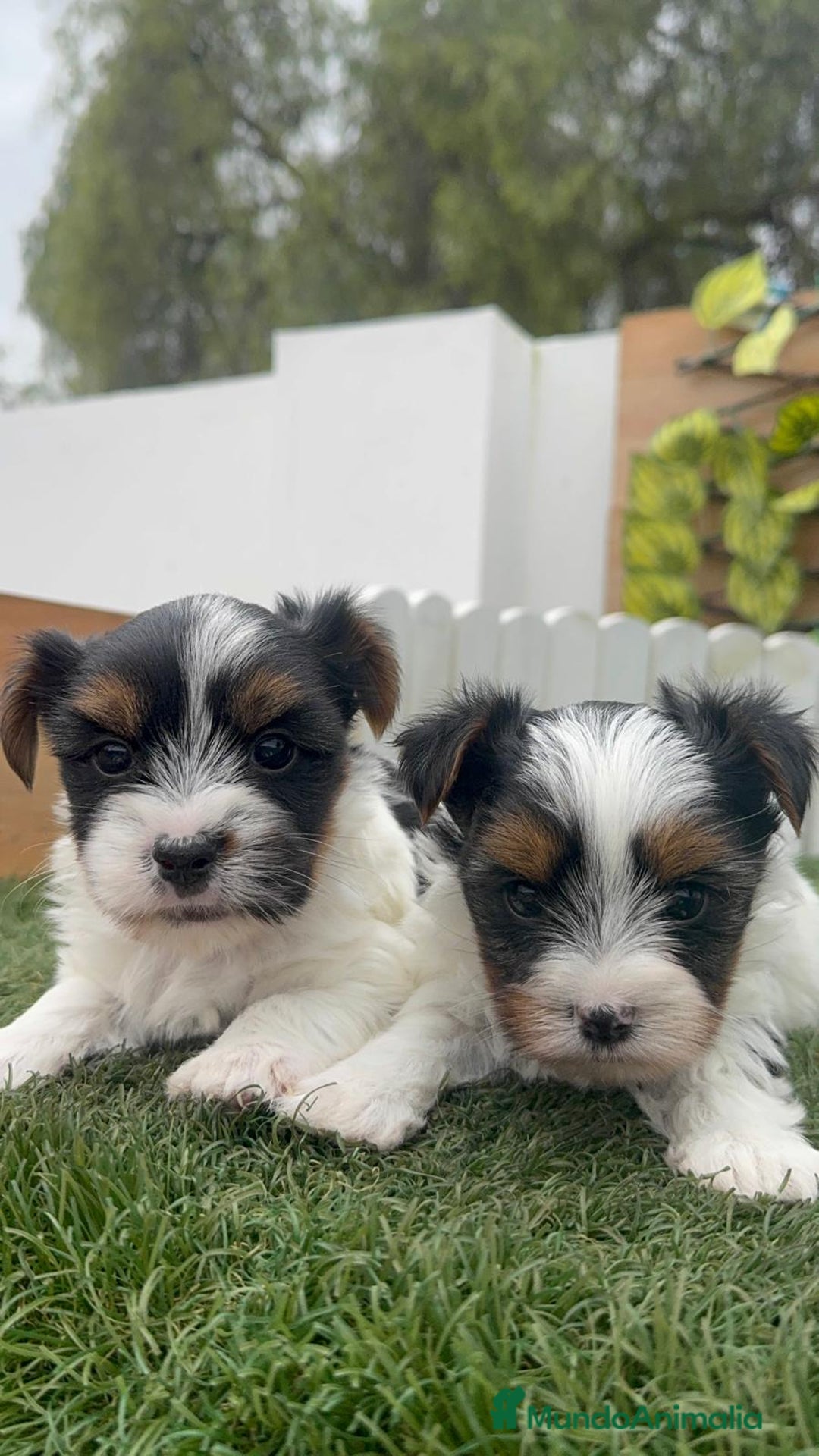 Yorkshire Terrier perros en venta: YORKSHIRE BIEWER MACHO - Anuncio 14