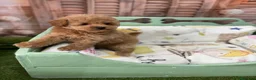 Caniche Toy perros en venta: Caniche toy apricot muy pequeñita!!!! - Anuncio 5