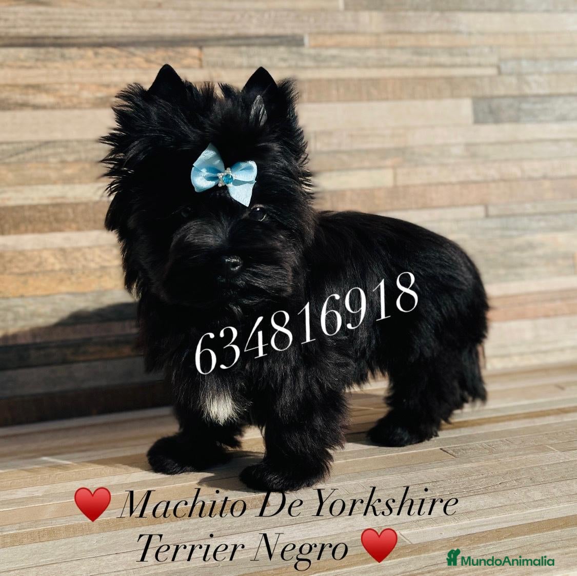 Yorkshire Terrier perros Exótico machito yorkshire black toy - Anuncio 10