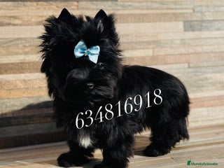 Yorkshire Terrier perros Exótico machito yorkshire black toy - Anuncio 10