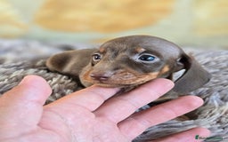 Teckel Miniatura perros en venta: Teckel chocolate hembra  - Imagen 1