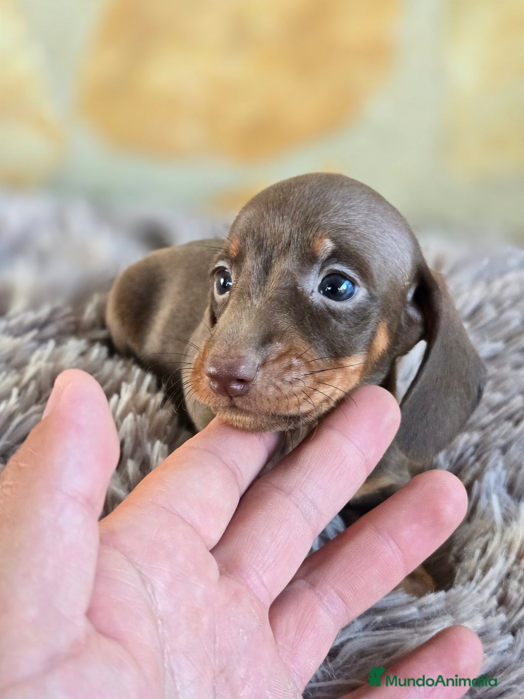 Teckel Miniatura perros en venta: Teckel chocolate hembra  - Imagen 1