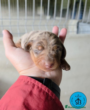 Teckel Miniatura perros en Sevilla - Anuncio 3