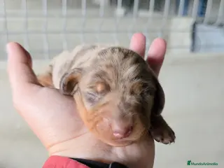 Teckel Miniatura perros Teckel miniatura negro y fuego y Arlequín chocolat - Anuncio 26