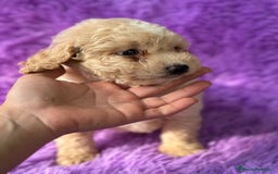 Maltipoo perros en venta: Maltipoo apricot - Imagen 4