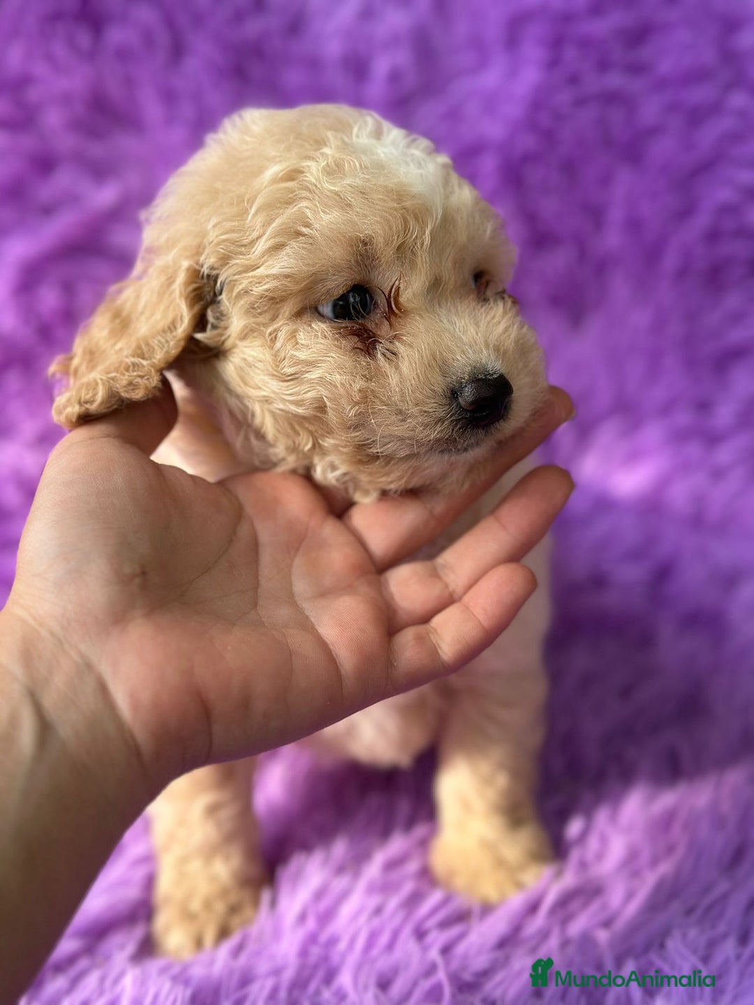 Maltipoo perros en venta: Maltipoo apricot - Imagen 4