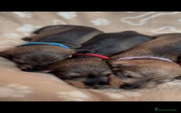 Teckel Miniatura perros en venta: Teckel mini de pelo duro  - Imagen 4