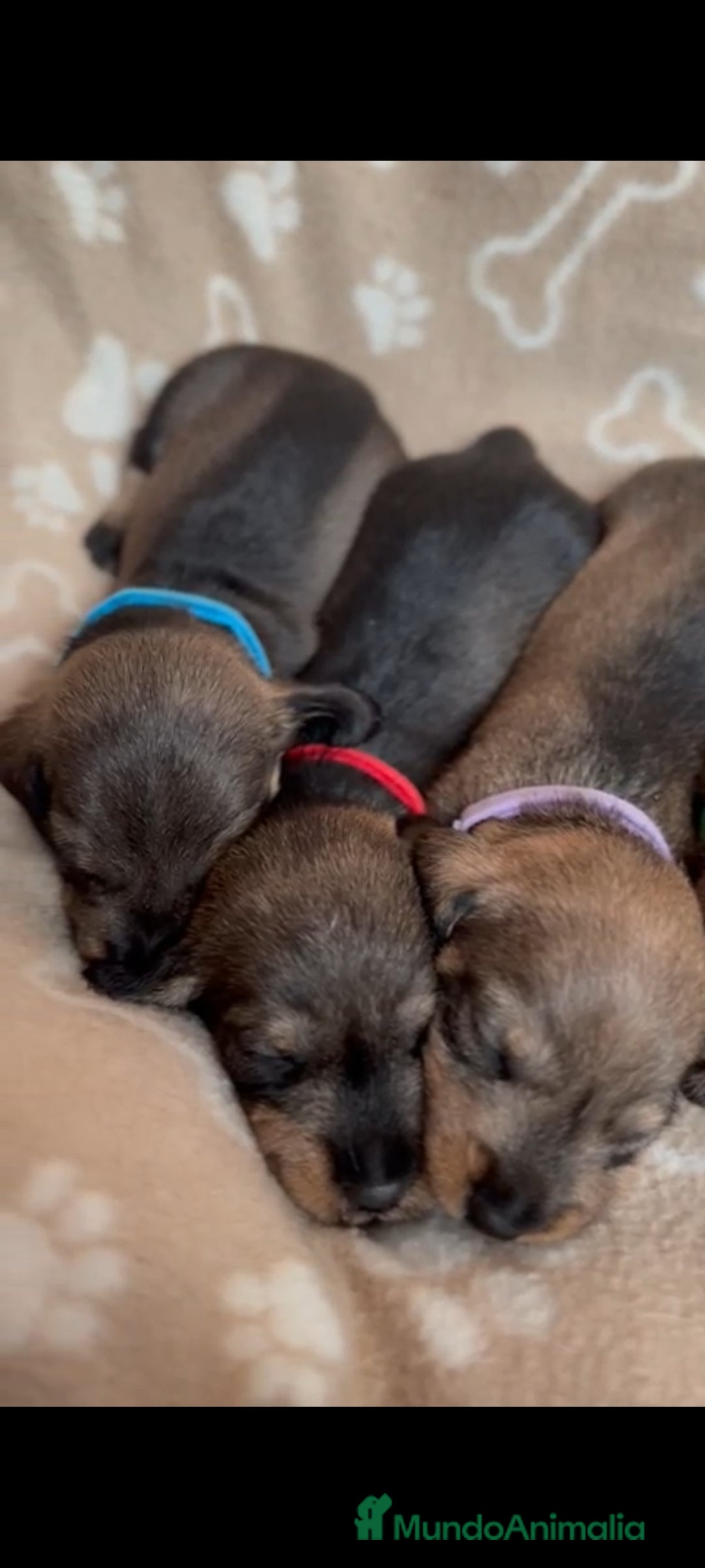 Teckel Miniatura perros en venta: Teckel mini de pelo duro  - Imagen 4
