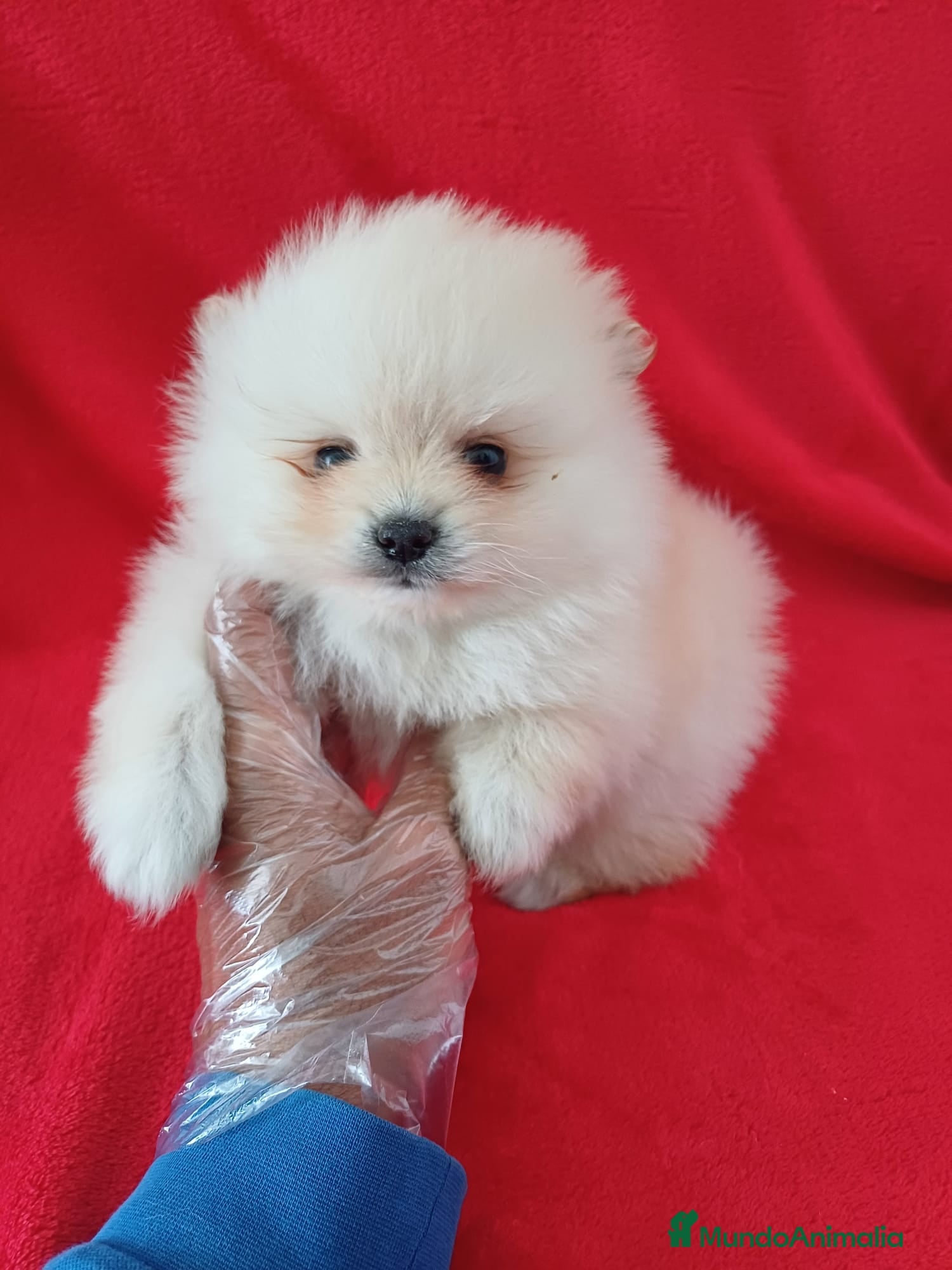 Pomerania perros Pomerania Mini  - Anuncio 14