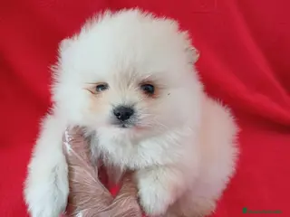 Pomerania perros Pomerania Mini - Anuncio 14