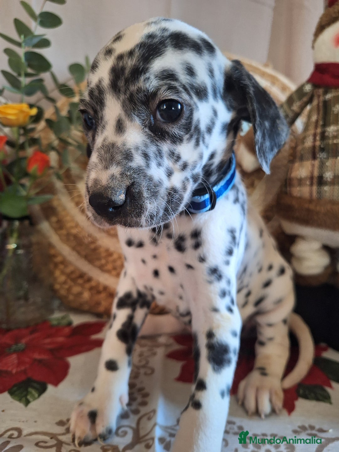 Dálmata perros en venta: DALMATA  - Anuncio 6
