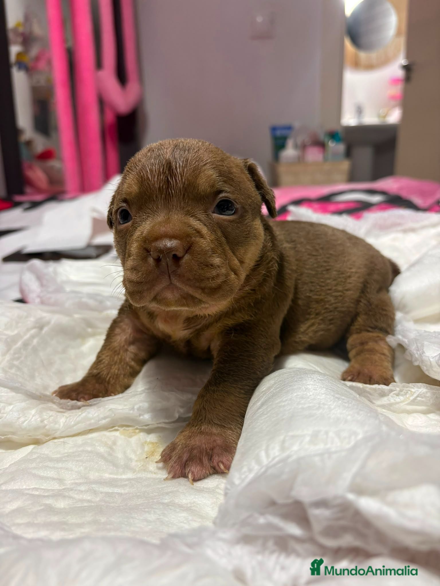 American Bully perros American bully pocket - Anuncio 2