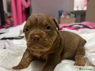 American Bully perros American bully pocket - Anuncio 3