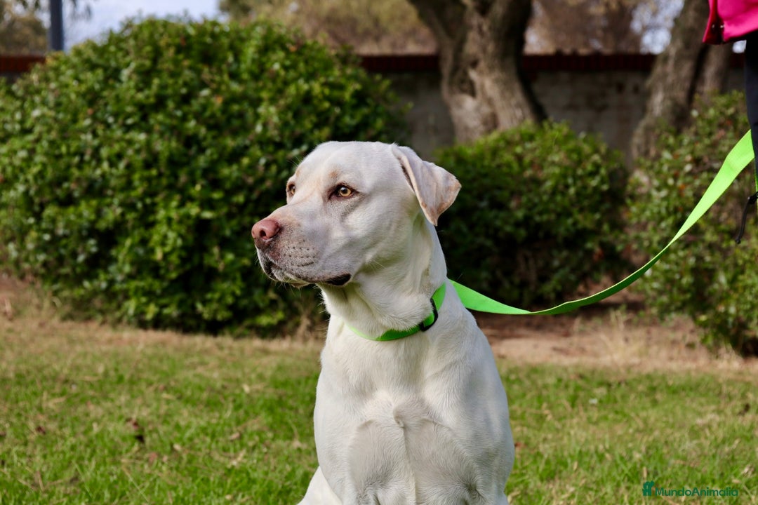 Labrador Retriever perros en venta: Labrador macho amarillo claro - Anuncio 2