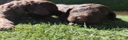 Perro de Agua Español perros en venta: Cachorros perros de agua en Zaragoza - Anuncio 14