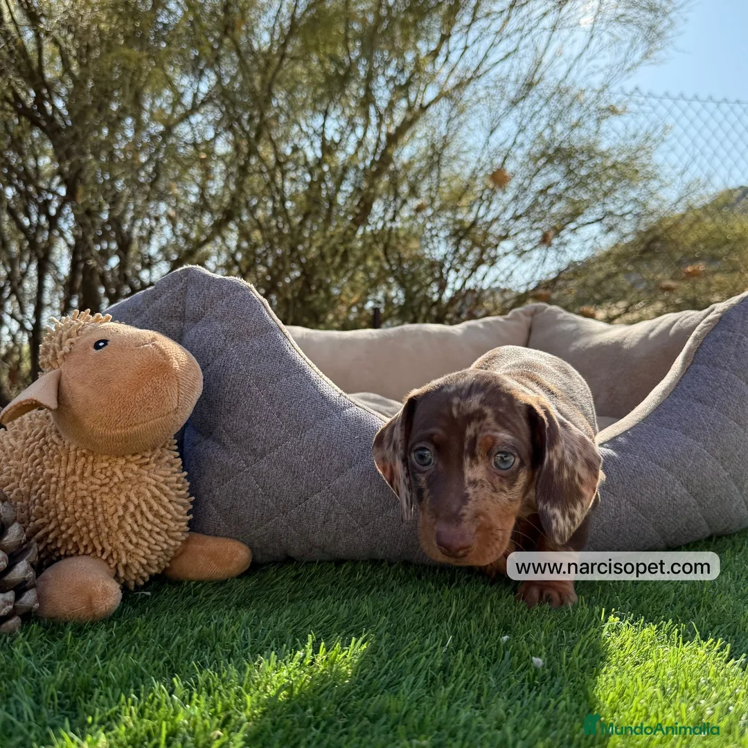 Teckel Miniatura perros en venta: CACHORRITO TECKEL ARLEQUIN CHOCOLATE - Anuncio 5