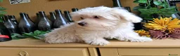 Bichón Maltés perros en venta: Bichón Maltés Americano - Anuncio 3