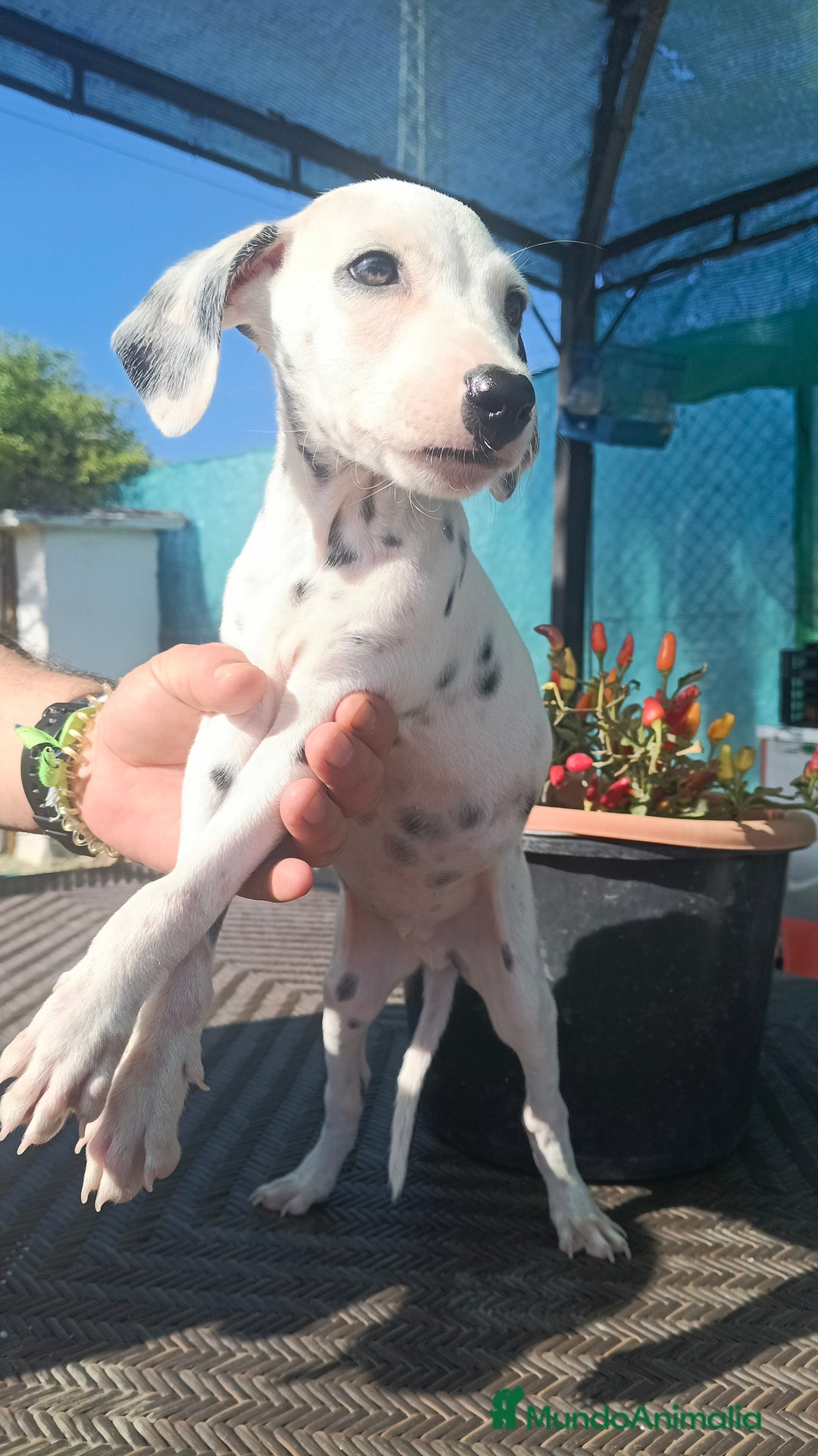 Dálmata perros en venta: Dalmata  - Anuncio 6