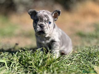 Bulldog Francés perros BULLDOG FRANCÉS EXÓTICO MERLE en Barcelona - Anuncio 22