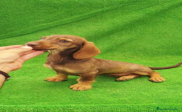 Teckel perros - Anuncio 2