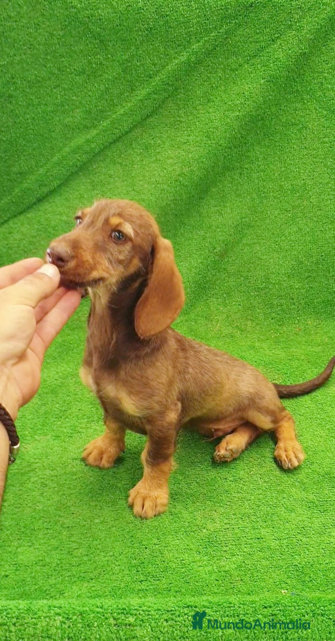 Teckel perros en venta: Teckel Miniatura #OPORTUNIDAD# - Imagen 1