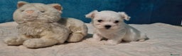 Bichón Maltés perros en venta: Precisos cachorros de Bichon Maltés 🐾 - Anuncio 2