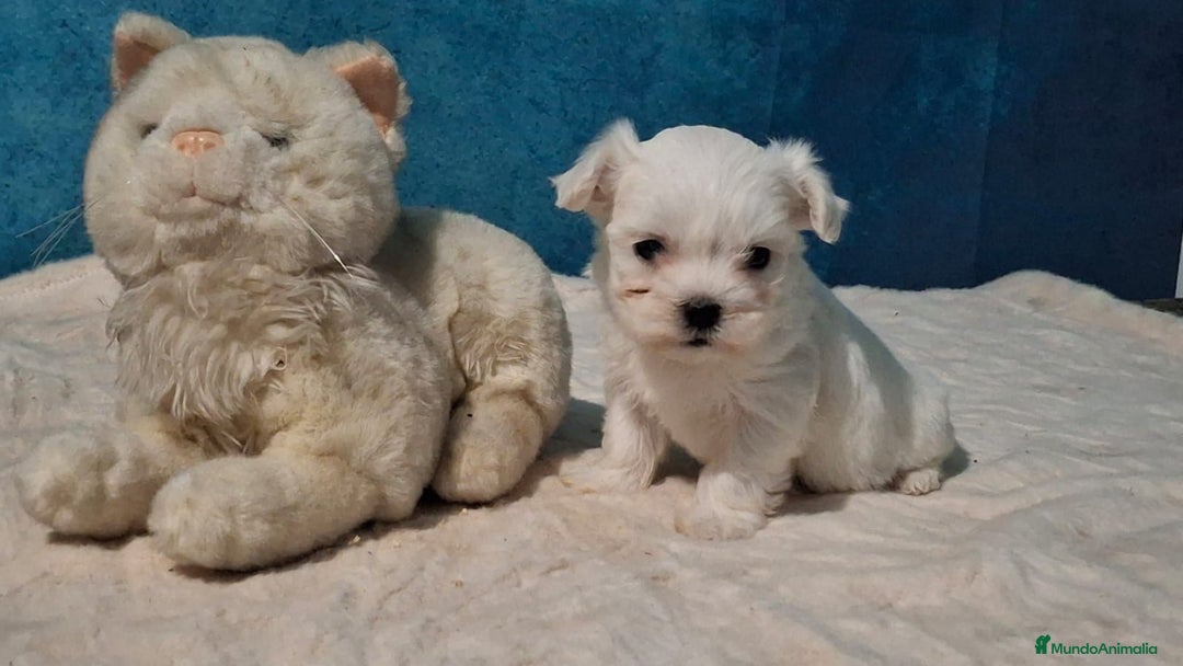 Bichón Maltés perros en venta: Precisos cachorros de Bichon Maltés 🐾 - Anuncio 2