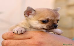 Chihuahua perros en venta: PRECIOSOS CHIHUAHUAS! - Anuncio 4