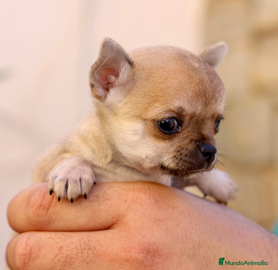 Chihuahua perros en venta: PRECIOSOS CHIHUAHUAS! - Anuncio 4