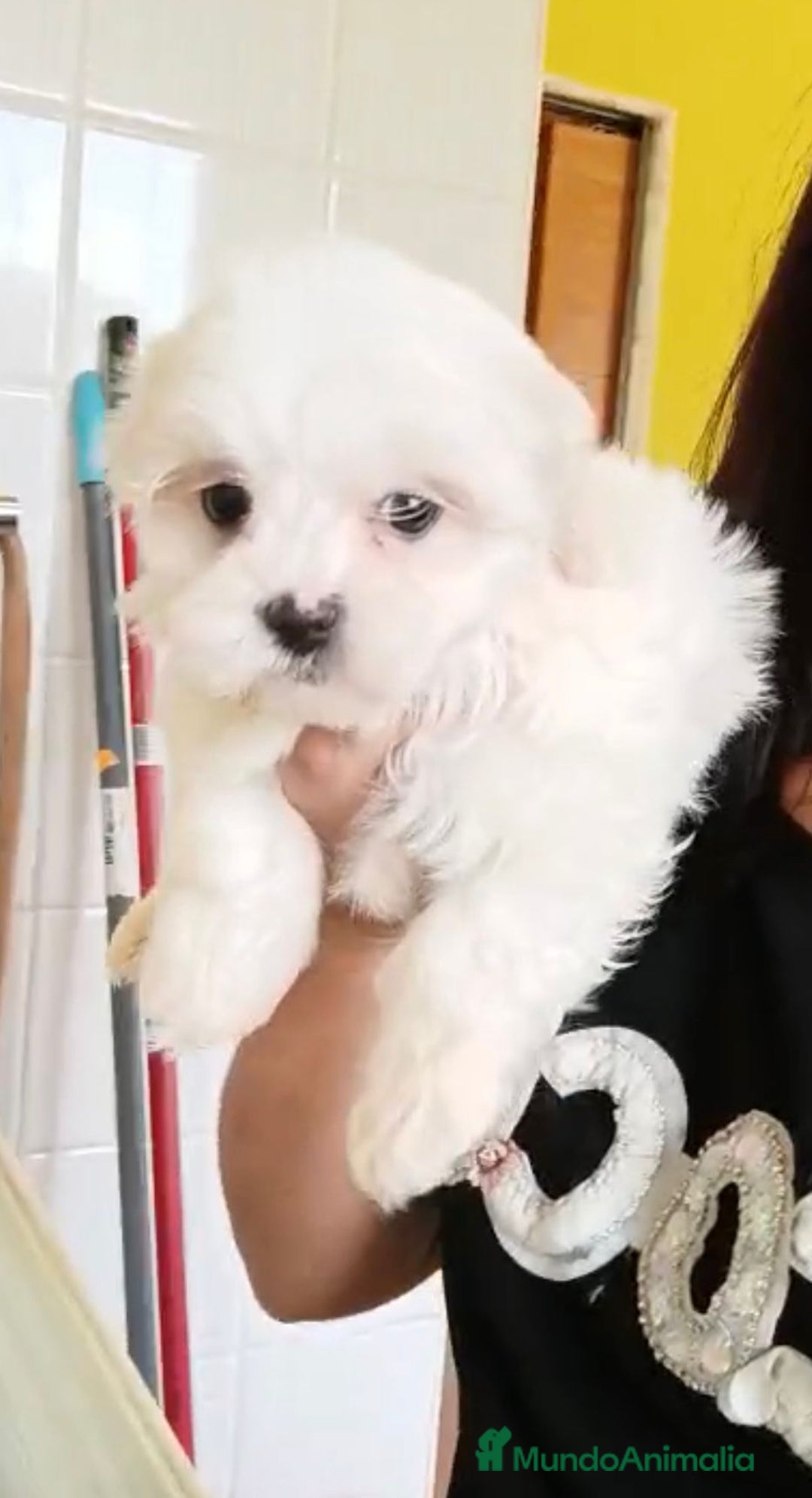 Bichón Maltés perros en venta: Bichón maltés  - Imagen 6