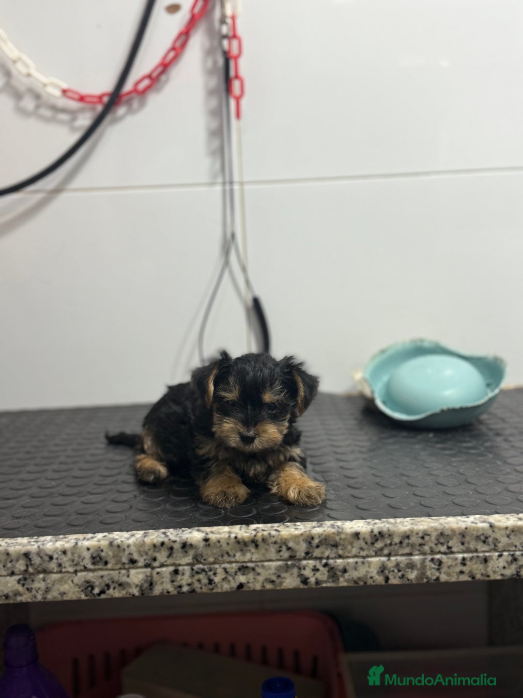 Yorkshire Terrier perros en venta: Cachorros Yorkshire 700€ ¡PRECIO REAL! - Anuncio 4