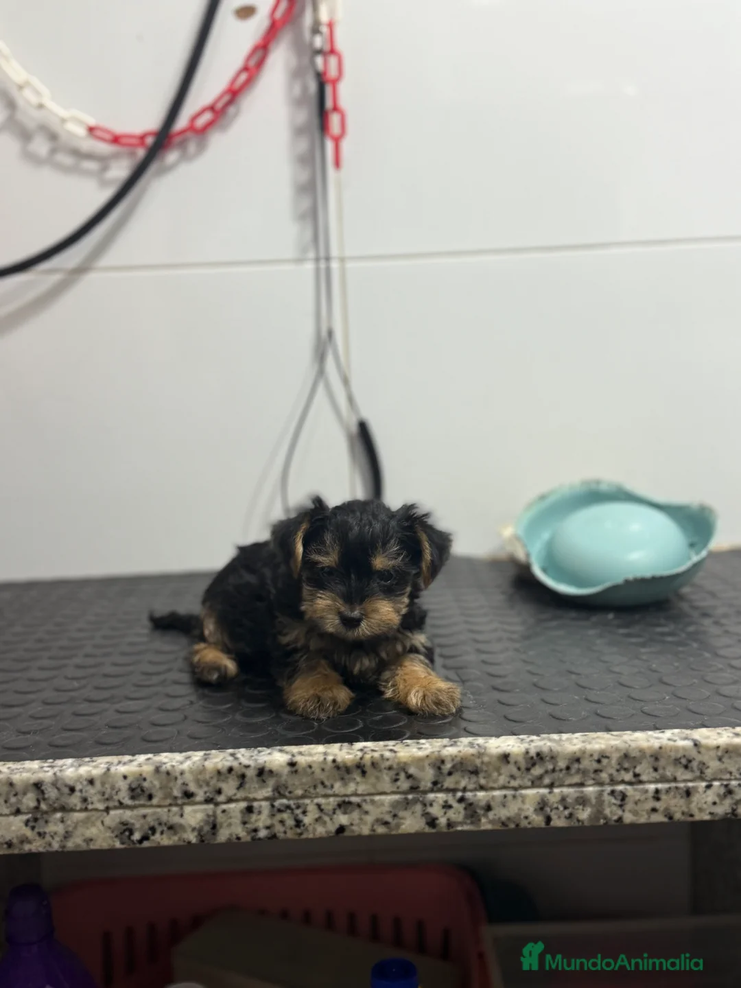 Yorkshire Terrier perros en venta: Cachorros Yorkshire 700€ ¡PRECIO REAL! - Anuncio 4