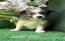 Border Collie perros en venta: BORDER COLLIE sable - Imagen 19