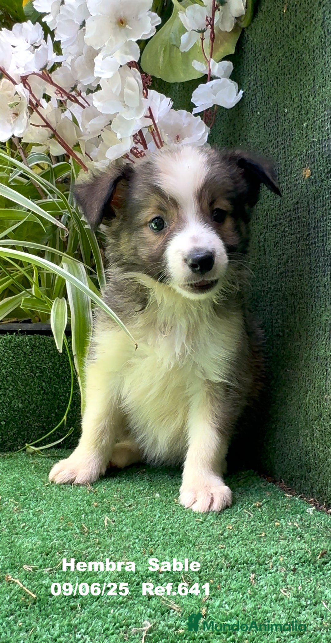 Border Collie perros en venta: BORDER COLLIE sable - Imagen 19