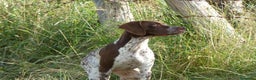 Braco Francés tipo Pirineos Talla Pequeña perros en venta: RESERVA DE CAMADA "F" DE BRACO BRANCÉS - Anuncio 12