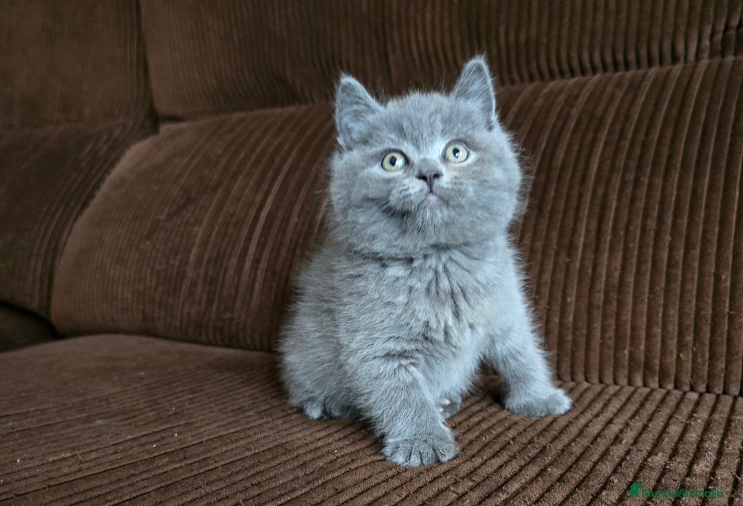 Británico de Pelo Corto Azul gatos en venta: Gatcot.com - Imagen 4