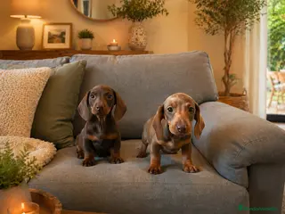 Teckel Miniatura perros Cachorros chocolate miniatura - Anuncio 34