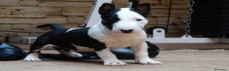 Bull Terrier perros en venta: CACHORROS BULL TERRIER - Anuncio 8