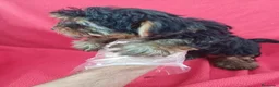 Yorkshire Terrier perros en venta: Yorkshire Mini  - Anuncio 3
