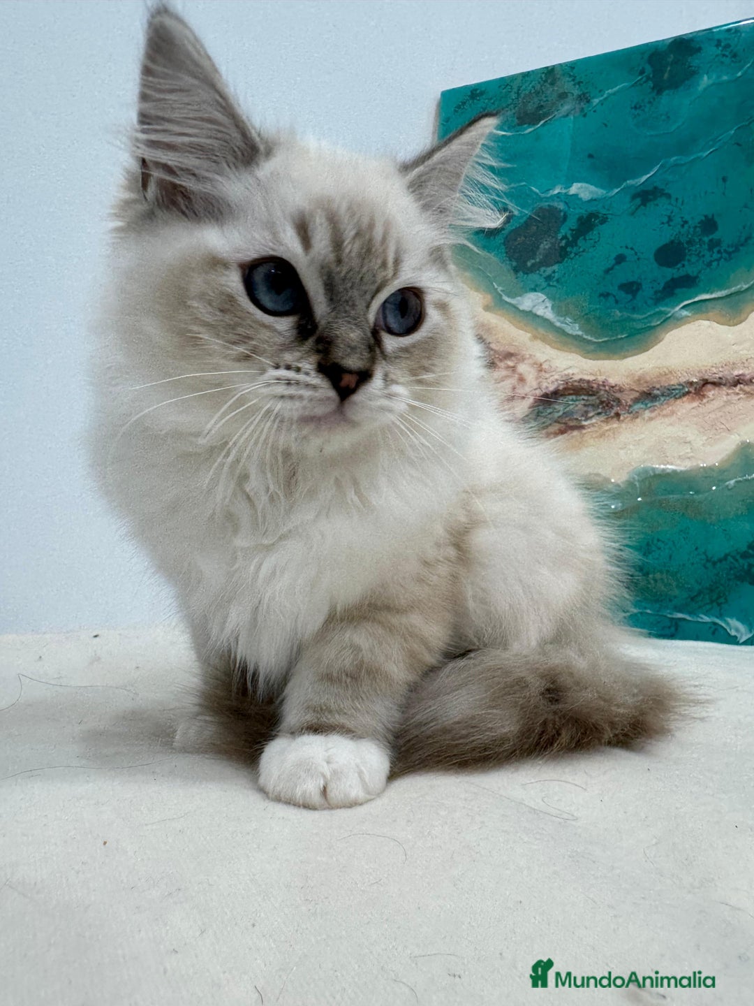 Ragdoll gatos en venta: Gatito ragdoll macho Seal Tabby Mitted - Anuncio 2