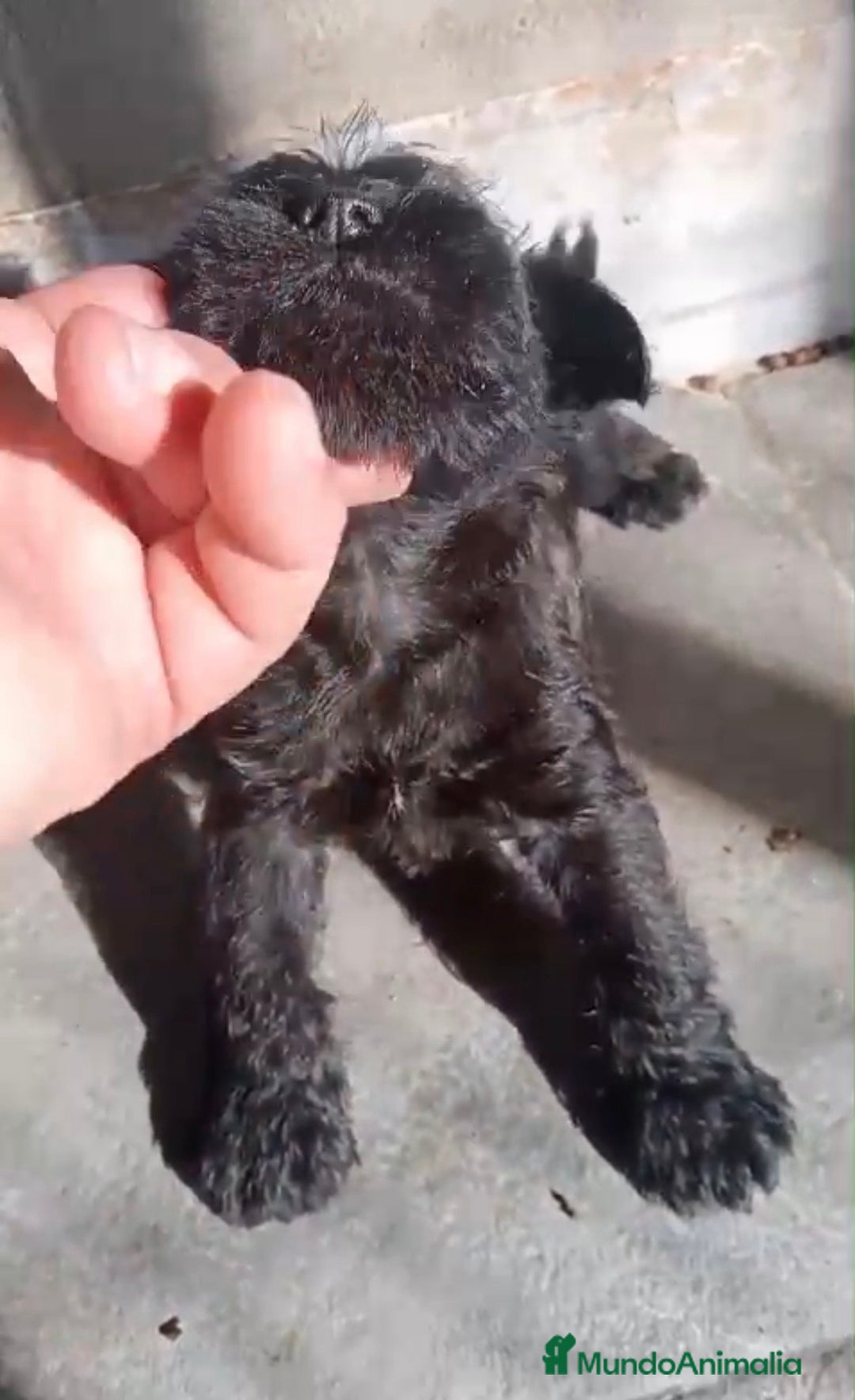 Schnauzer Miniatura perros en venta: Cachorros de Schnauzer miniatura negros  - Anuncio 4