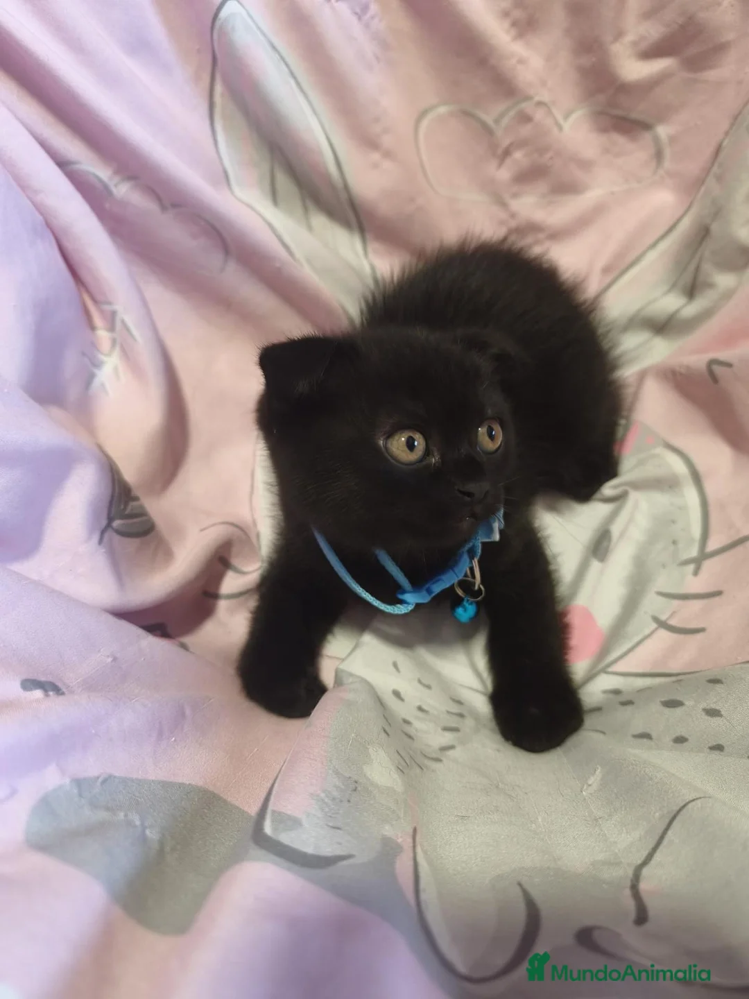 Scottish Fold gatos en venta: Scottish fold  en Valencia - Anuncio 7